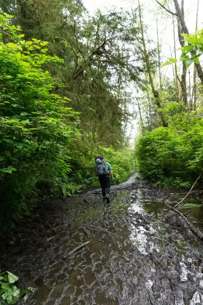 The muddy trail to Shi Shi Beach. A complete guide to hiking and camping at Shi Shi Beach.