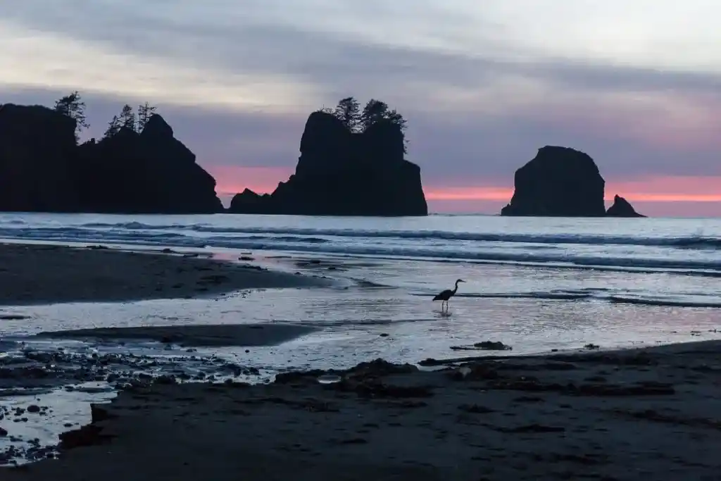 A heron at sunset at Shi Shi Beach. The view of Point of the Arches from Shi Shi Beach. A complete guide to hiking and camping at Shi Shi Beach.