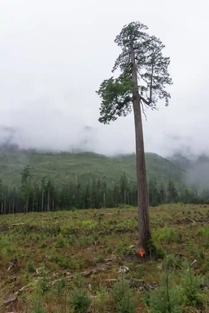 Big Lonely Doug with a tiny human friend. Visit Big Lonely Doug, Avatar Grove and the other big trees near Port Renfrew, British Columbia