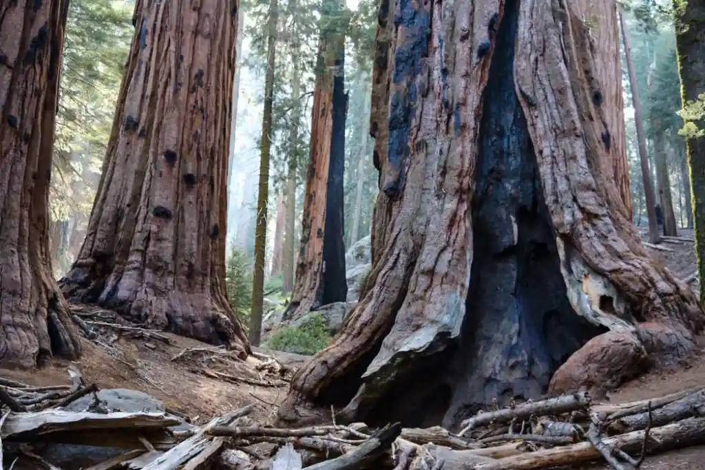 Sequoias on the Congress Trail in Sequoia National Park - just one of many things to do in Sequoia and Kings Canyon National Parks.