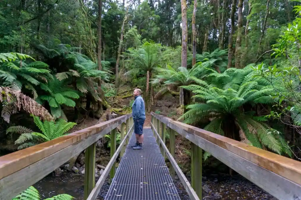 Walking in the rainforest on the Tarkine Drive in North West Tasmania.
