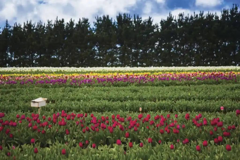 Table Cape Tulip Farm in North West Tasmania. 