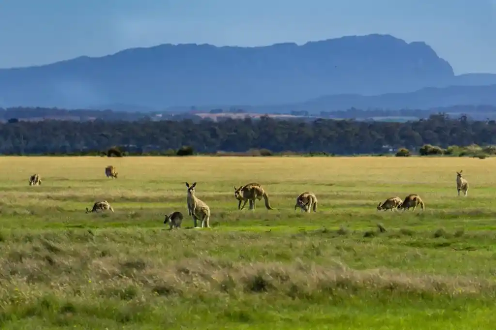 Kangaroos at Narawntapu National Park near Devonport, Tasmania.