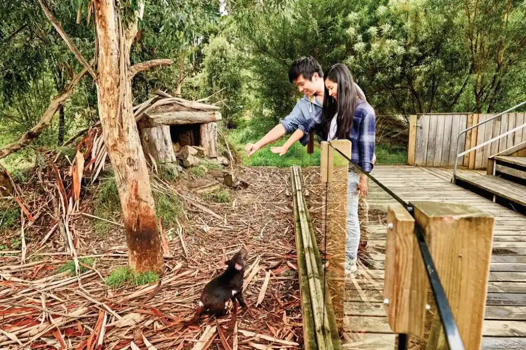The Tasmanian Devil Unzoo near Port Arthur