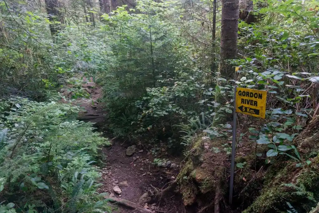Lots of brush on the trail at the Thrasher Cove junction on the West Coast Trail