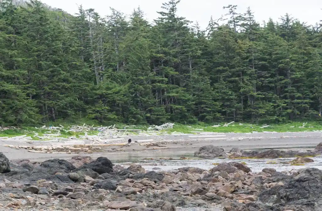 Black bear the beach in Cape Scott Provincial Park