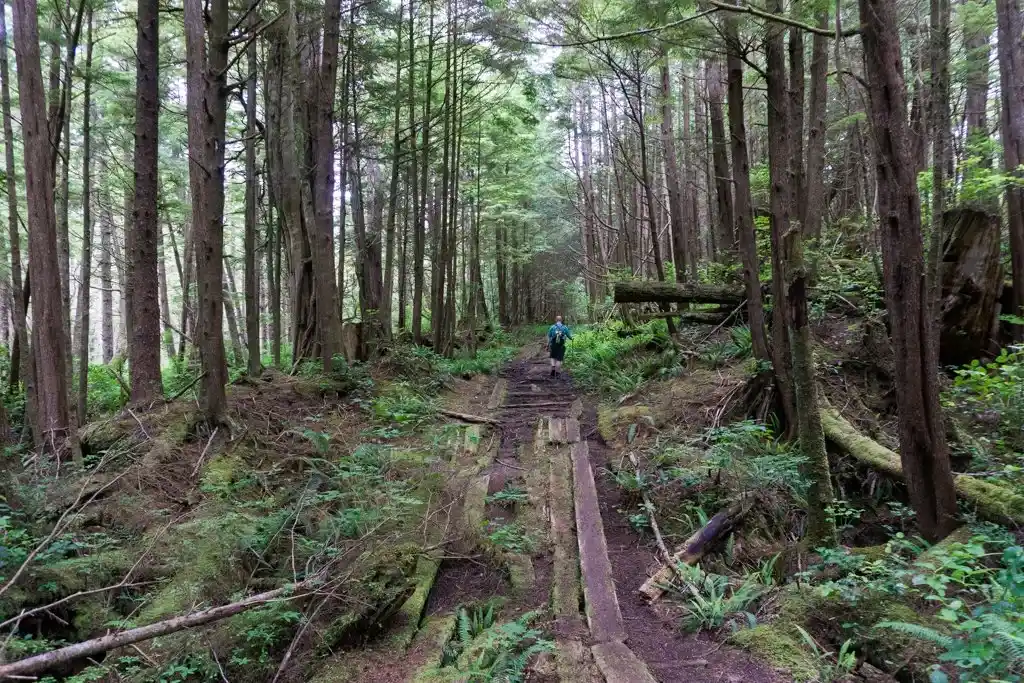 A section of WWII-era plank road near Cape Scott, British Columbia