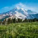 Mount Rainer behind a field of wildflower. Find out how to hike here with a list of Washington backpacking reservation dates