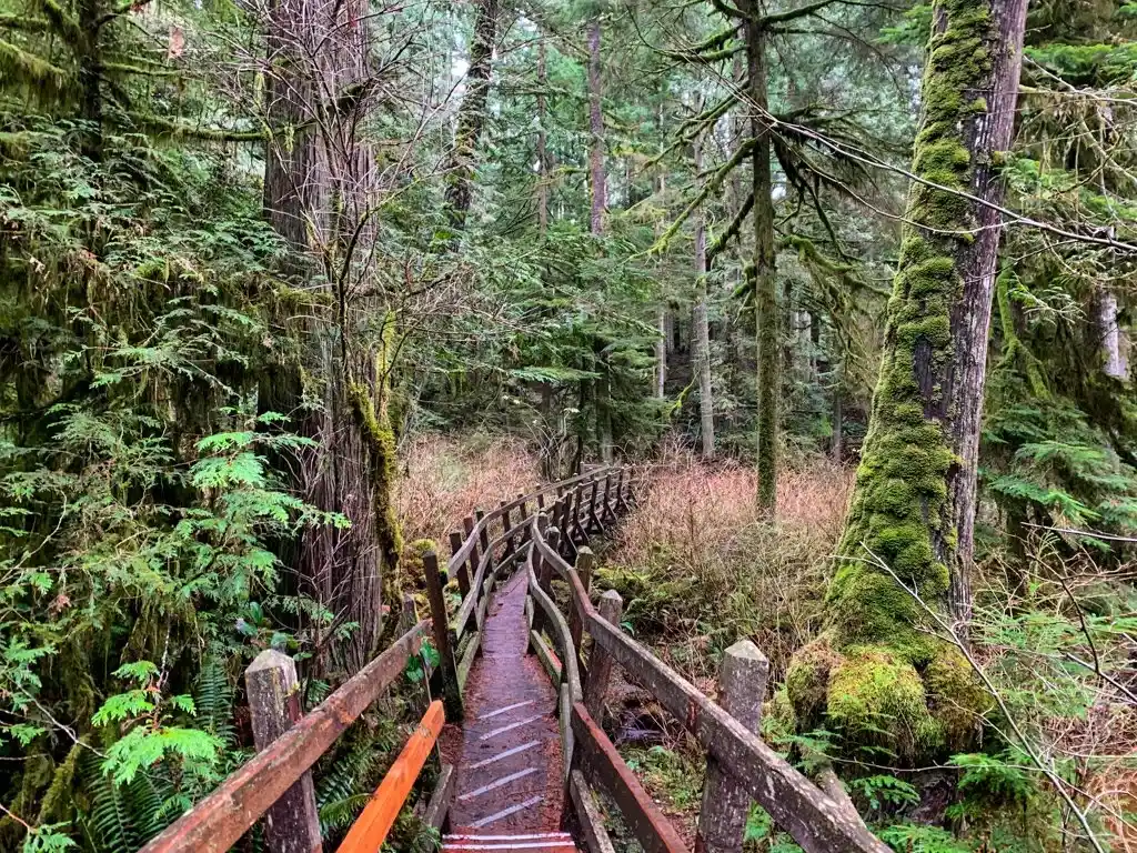 Curved walkway with railings in a mossy forest on the Sunshine Coast, BC