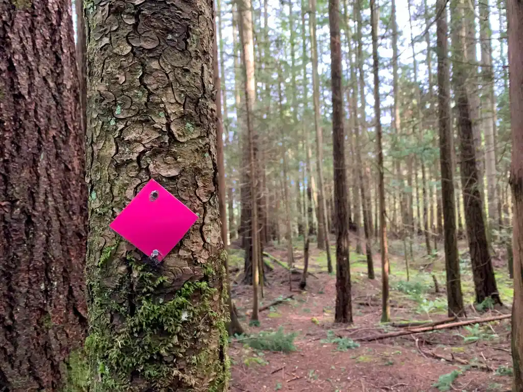 A pink trail marker shows the way to Langdale Falls in Gibsons, BC.
