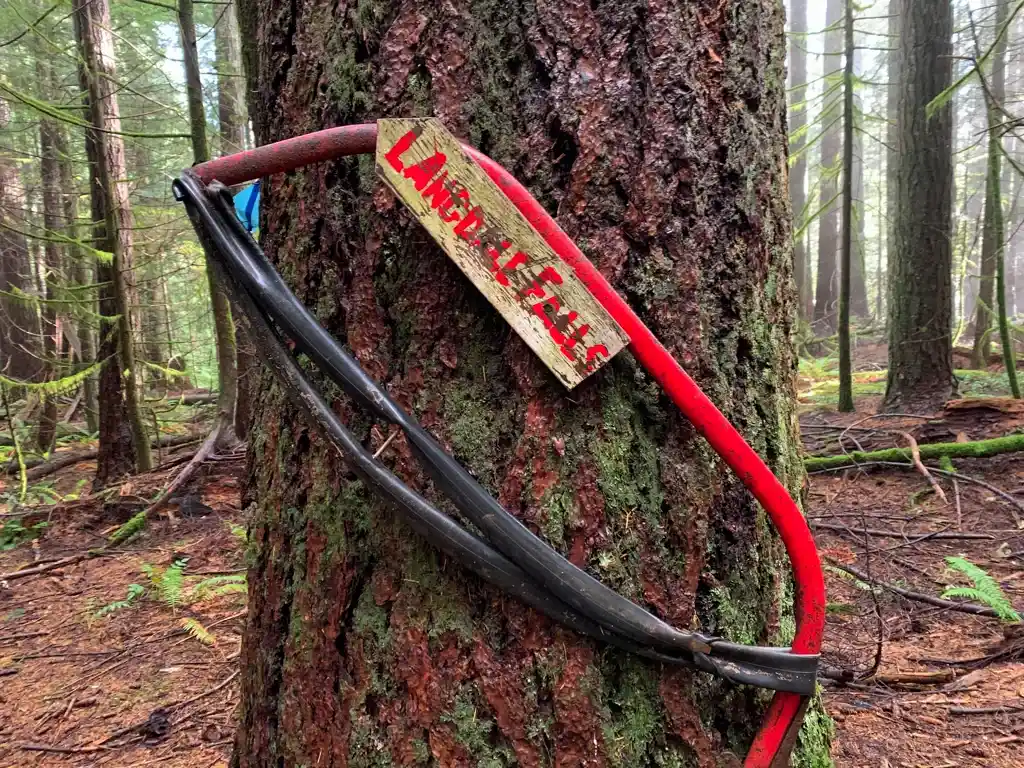 Sign on a tree pointing to Langdale Falls and decorated with an old saw.