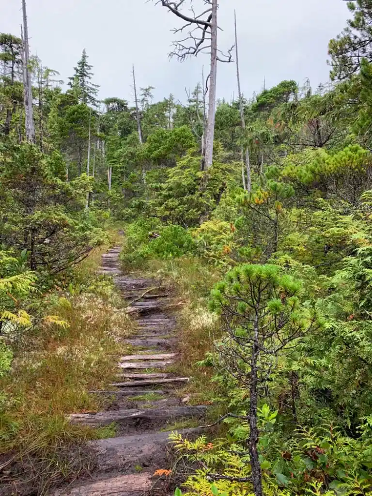 Old settler road near Laughing Loon Lake