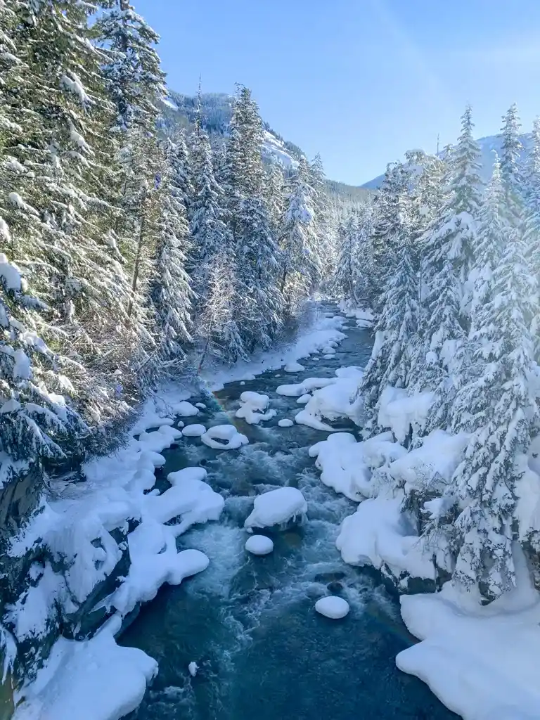 View from the Cheakamus River snowshoe trail bridge