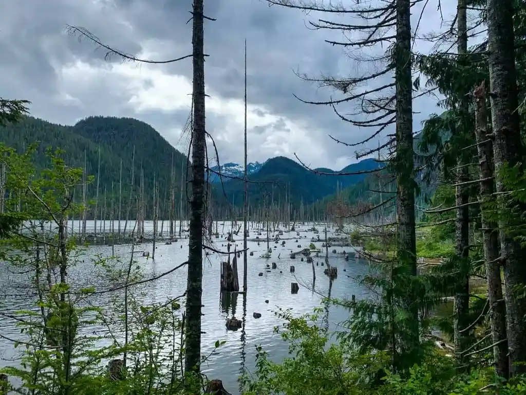Dead trees stand in the water at the end of Great Central Lake