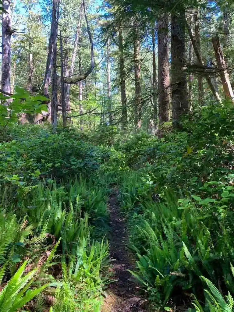 Trail through ferns and old growth forest near Rugged Point