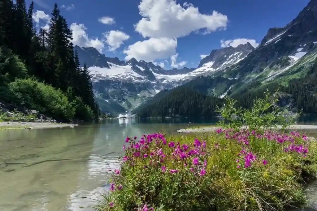 Wildflowers on the shore of Lake Lovely Water near Squamish - a car-free backpacking trip in BC