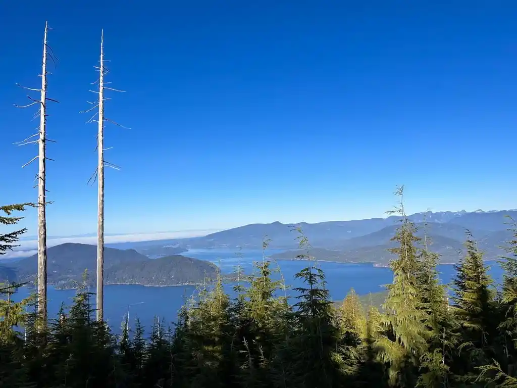 The view from Bowen Lookout on the Howe Sound Crest Trail near Vancouver. There are small cedar trees in the foreground and two very tall dead tree trunks. The view is of Howe Sound and several small islands.