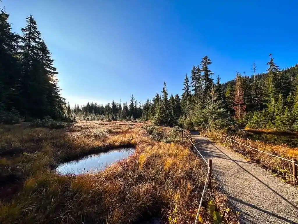 A tiny pond in a sub-alpine meadow next to a trail on the Yew Lake Loop in Cypress Provincial Park