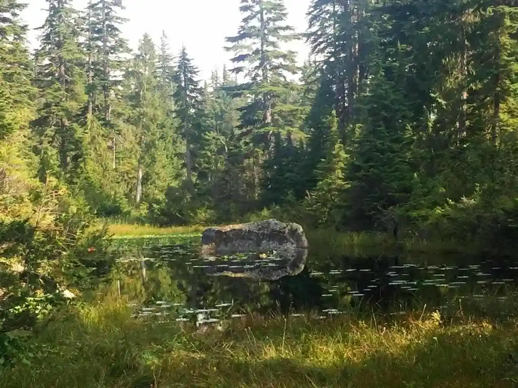 A view of Yew Lake at Cypress Provincial Park in West Vancouver. The lake is more of a small pond with lily pads. It surrounded by tall hemlock and cedar trees with grass at the edges.