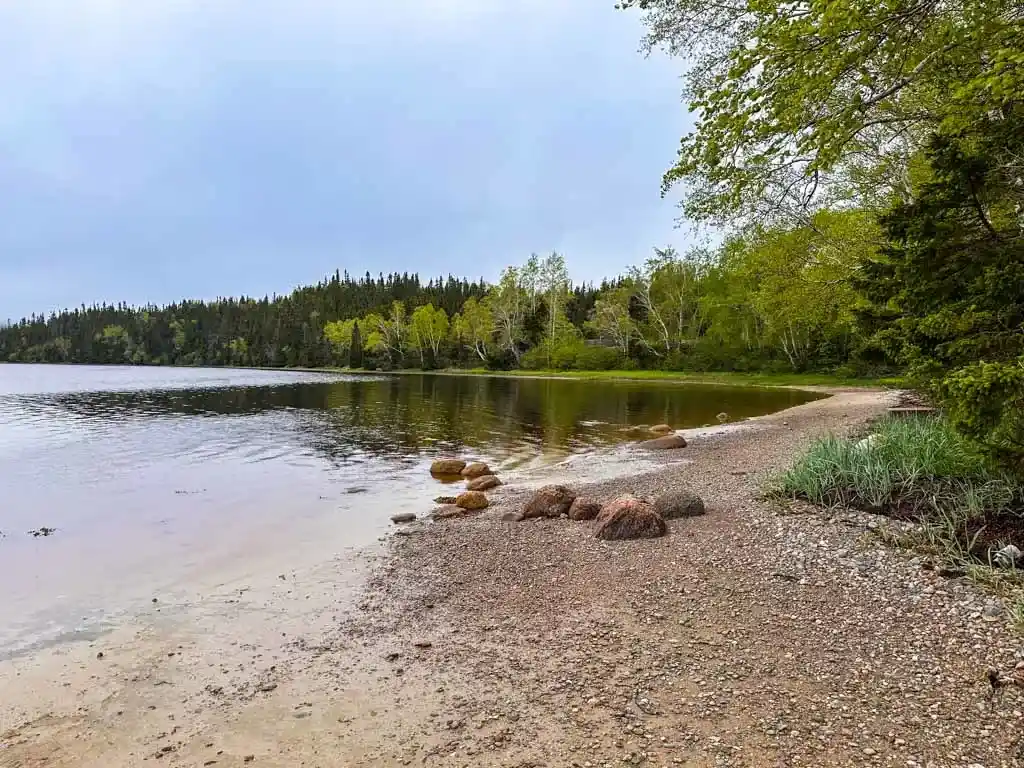 Coastal mud flats with trees on the Coastal Trail in Terra Nova National Park