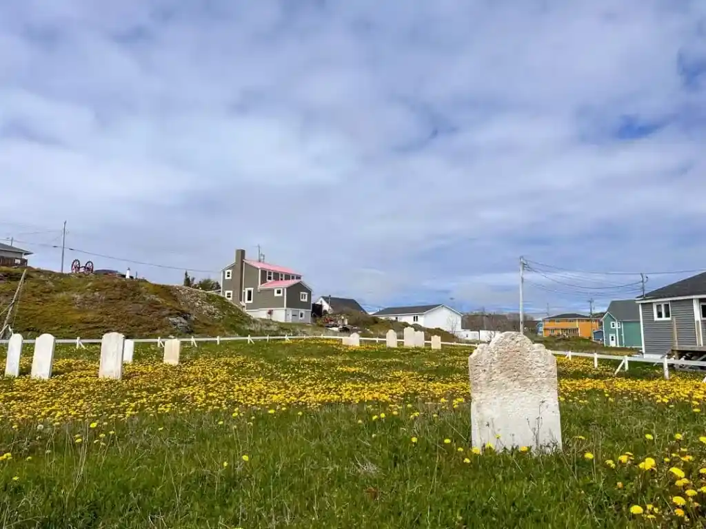 Dandelions in a graveyard in Twillingate