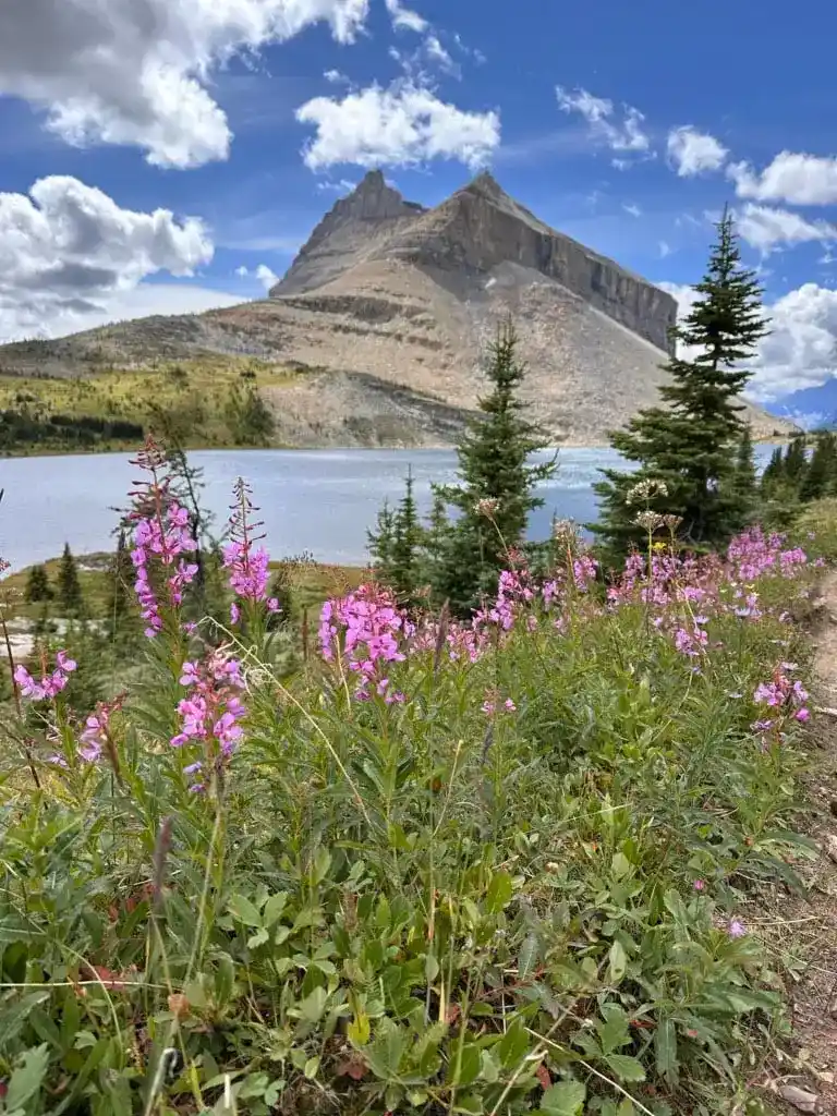 Fireweed in front of Ptarmigan Lake on the Packer's Pass Trail