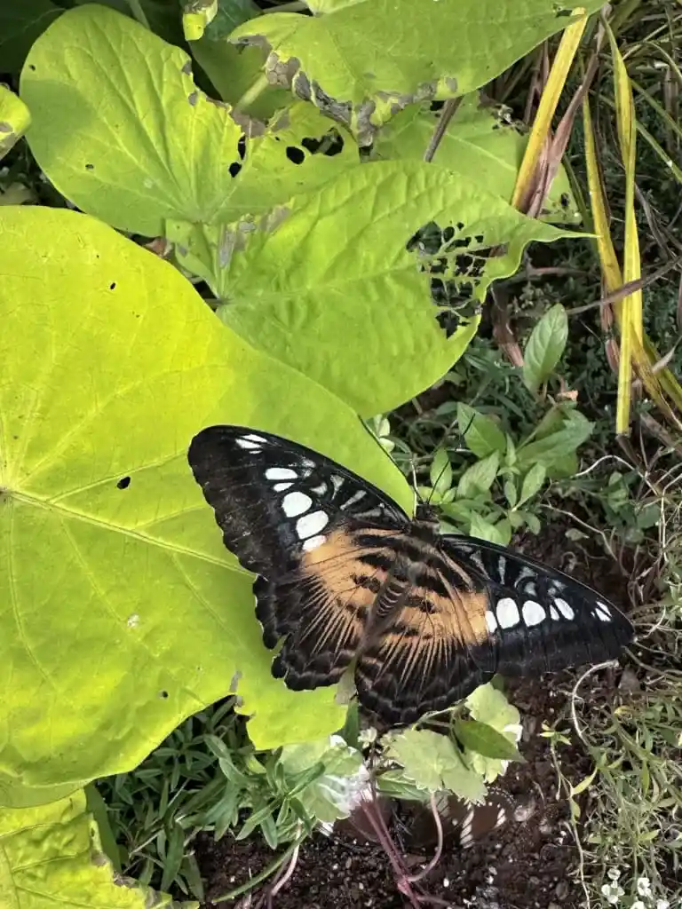 A butterfly at the Newfoundland Insectarium