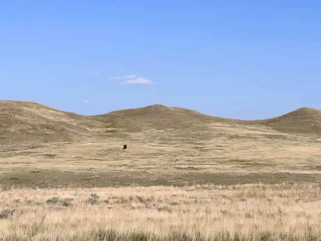 Bison in Grasslands National Park